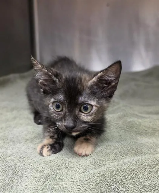 A baby small-sized female Domestic Short Hair cat named Maple for adoption in Rancho Cucamonga, CA