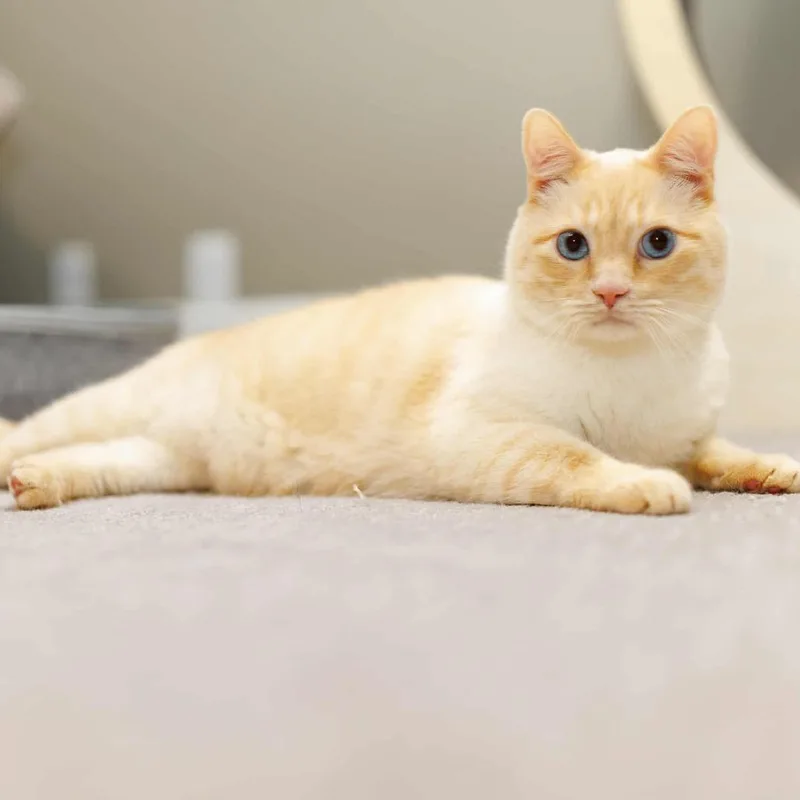 A senior small-sized male Flame Point Siamese cat named Alaska Stoppelmoor for adoption in Eagle Mountain, UT