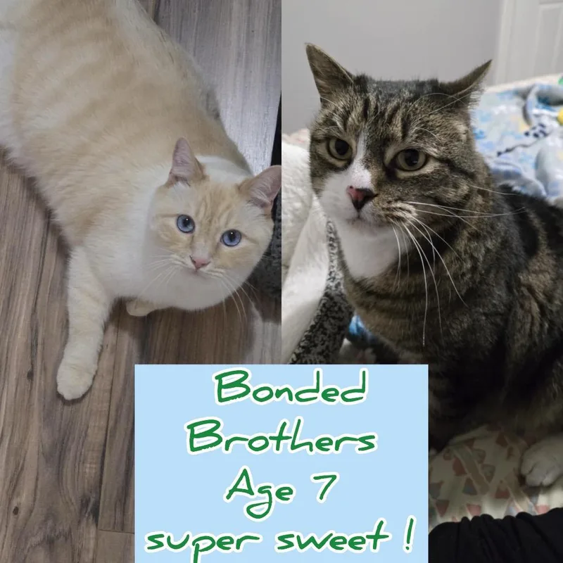 Alaska Stoppelmoor thumbnail 3