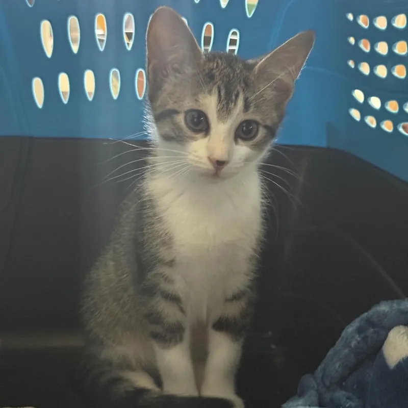 A baby small-sized female Brown / Chocolate Domestic Short Hair cat named Foofer for adoption in Philadelphia, PA