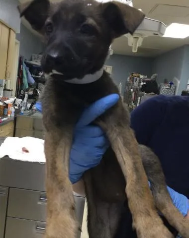 A baby small-sized female German Shepherd Dog dog named Chloe for adoption in Riverside, CA