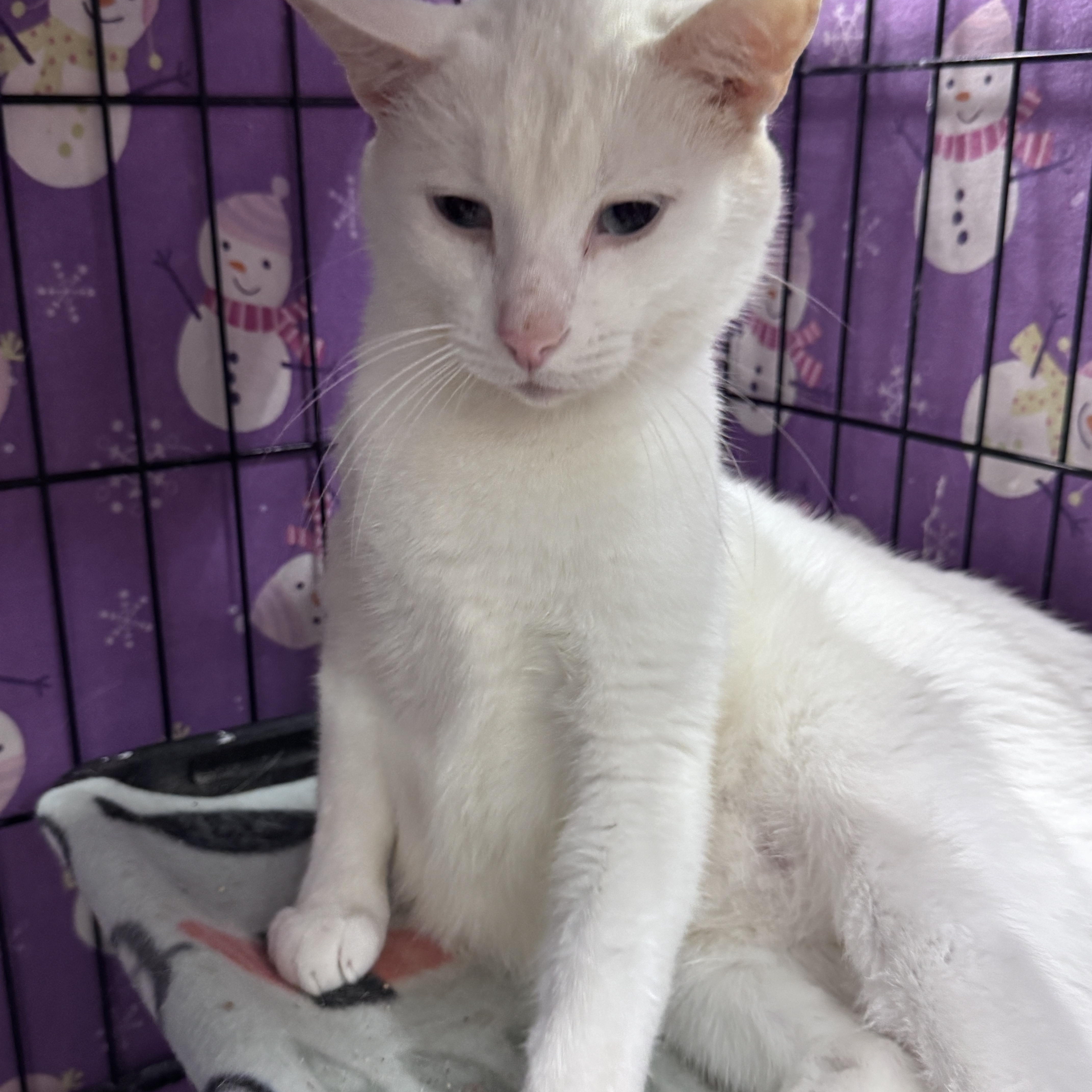 An adult large-sized male White Domestic Short Hair cat named Jupiter for adoption in Mokena, IL