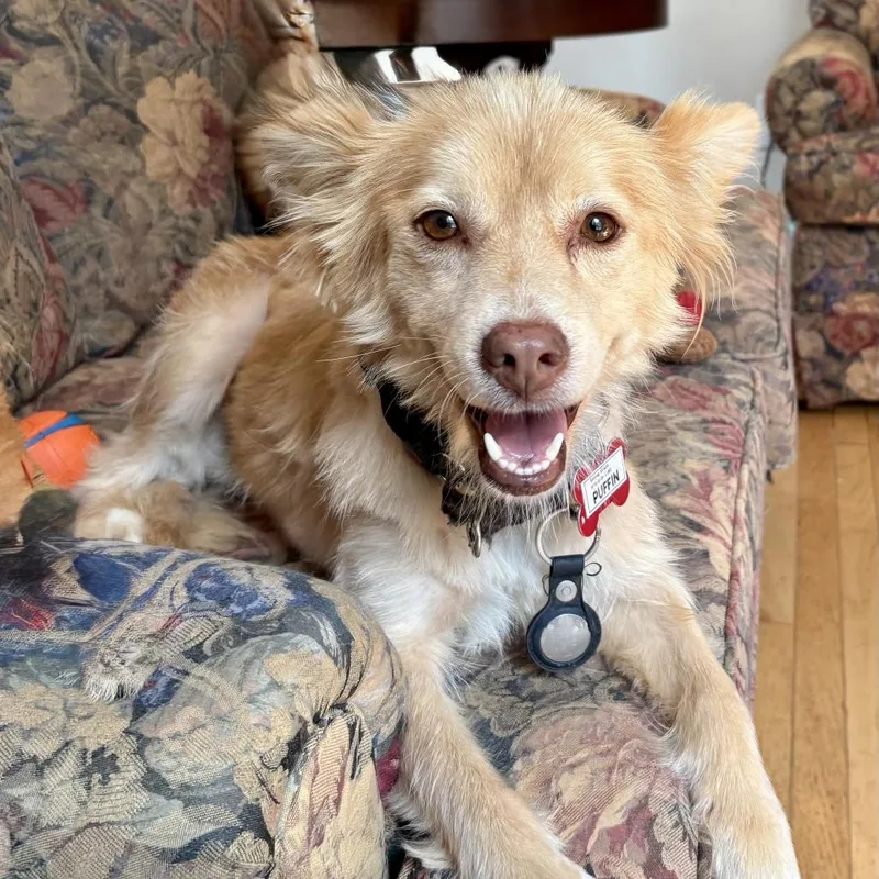 An adult small-sized female Yellow / Tan / Blond / Fawn Terrier dog named Puffin for adoption in Wake Forest, NC