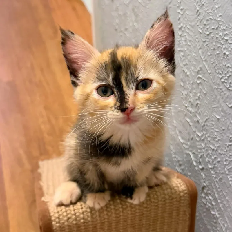 A baby small-sized female Tortoiseshell Domestic Short Hair cat named Christina for adoption in Woodinville, WA
