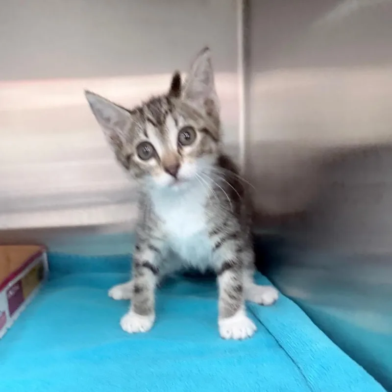A baby small-sized female Brown / Chocolate Domestic Short Hair cat named Little Turnip for adoption in Jupiter, FL