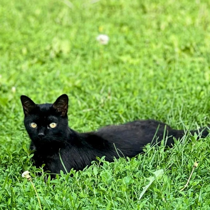 A young small-sized male Black Domestic Short Hair cat named Neil for adoption in Rochester, MN