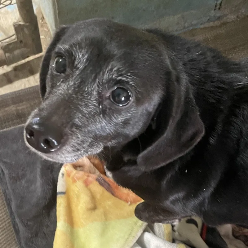 A senior small-sized female Black Dachshund dog named Zoey Waltz for adoption in Andover, MA