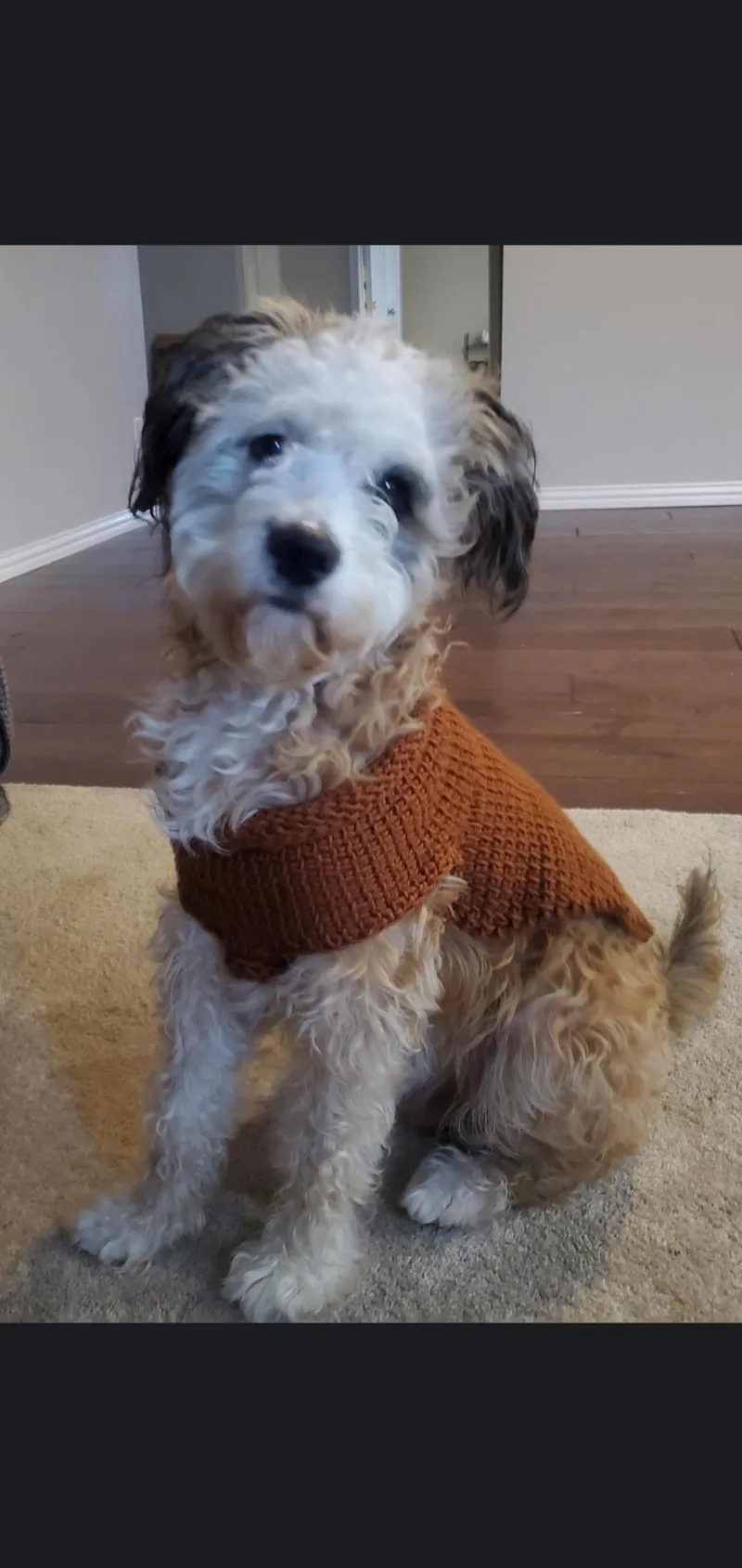 A young small-sized male Sable Shih poo dog named Marley for adoption in Little Elm, TX