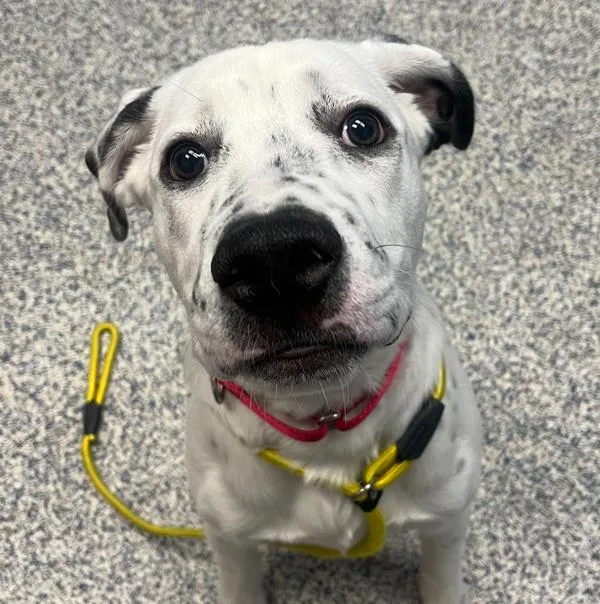 A young medium-sized male Pointer dog named Rodger for adoption in Golden, CO