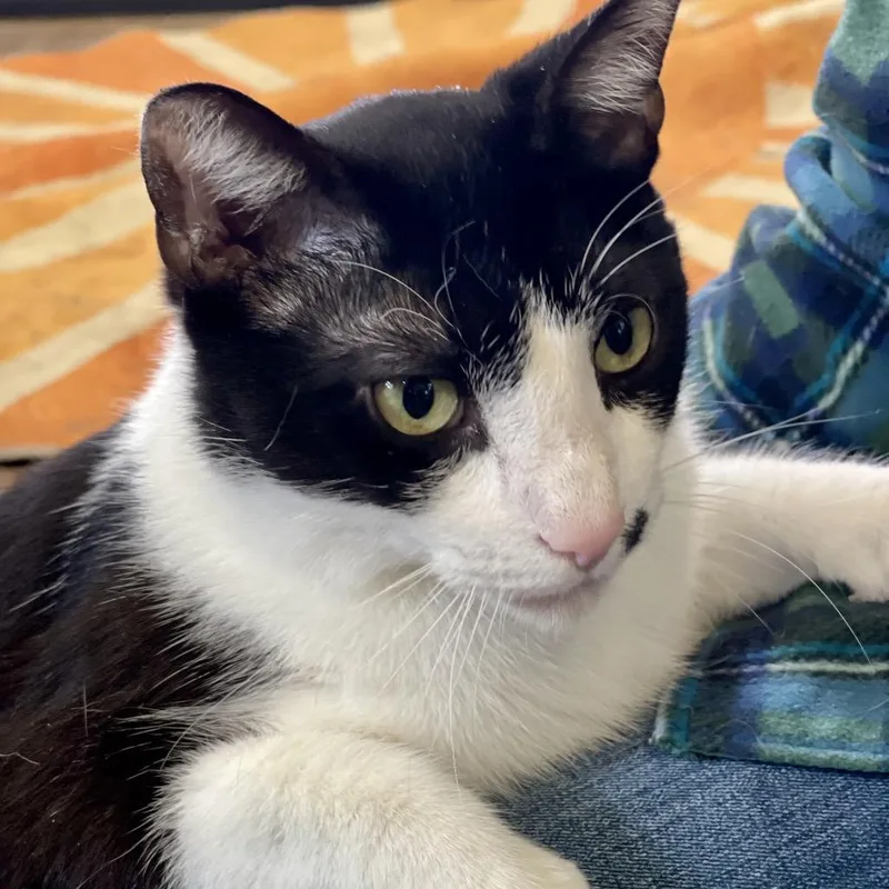 Cow  Sponsored! thumbnail 2