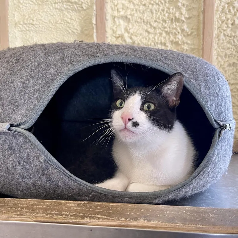 Cow  Sponsored! thumbnail 4