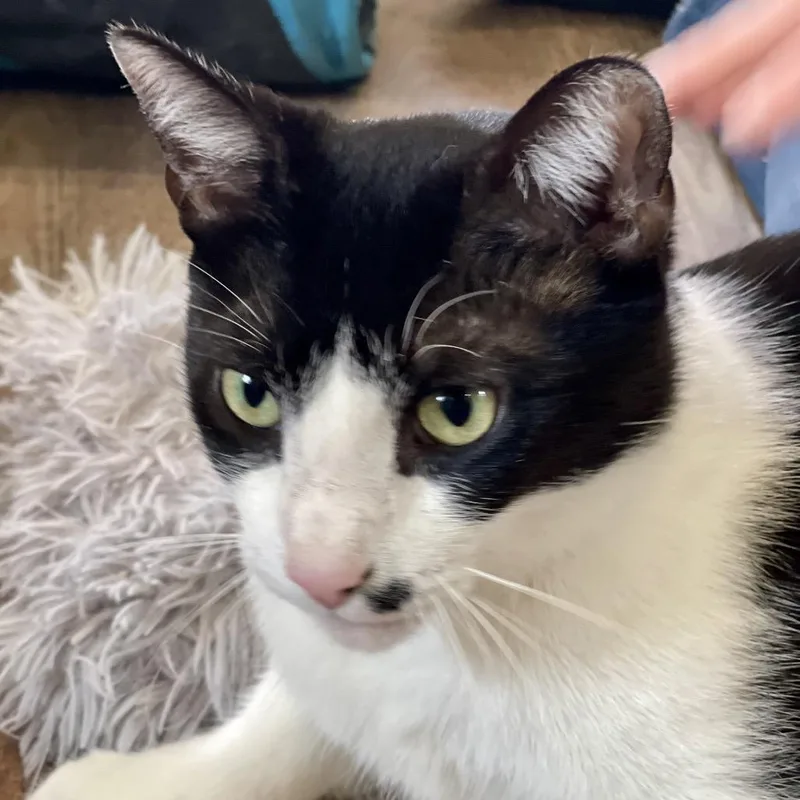 Cow  Sponsored! thumbnail 5