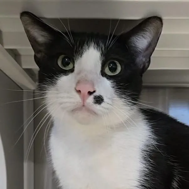 Cow  Sponsored! thumbnail 6