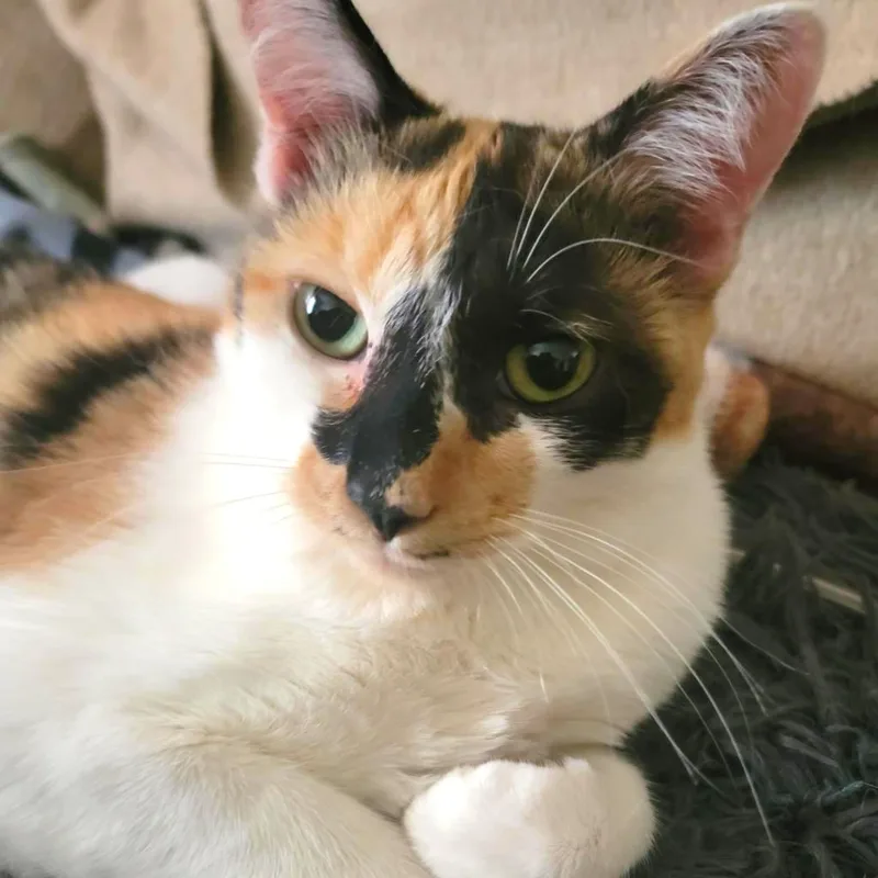 An adult medium-sized female Calico Domestic Short Hair cat named Abbie for adoption in Long Beach, CA