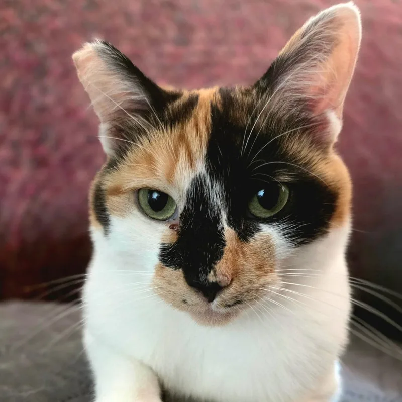 Abbie thumbnail 3