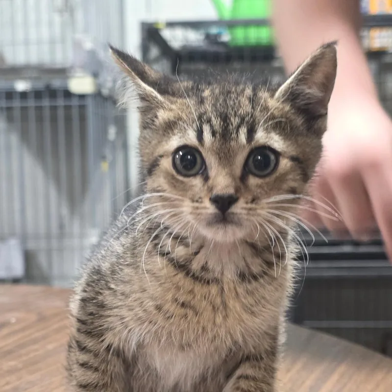A baby small-sized female Brown / Chocolate Domestic Short Hair cat named Smoke for adoption in Clanton, AL