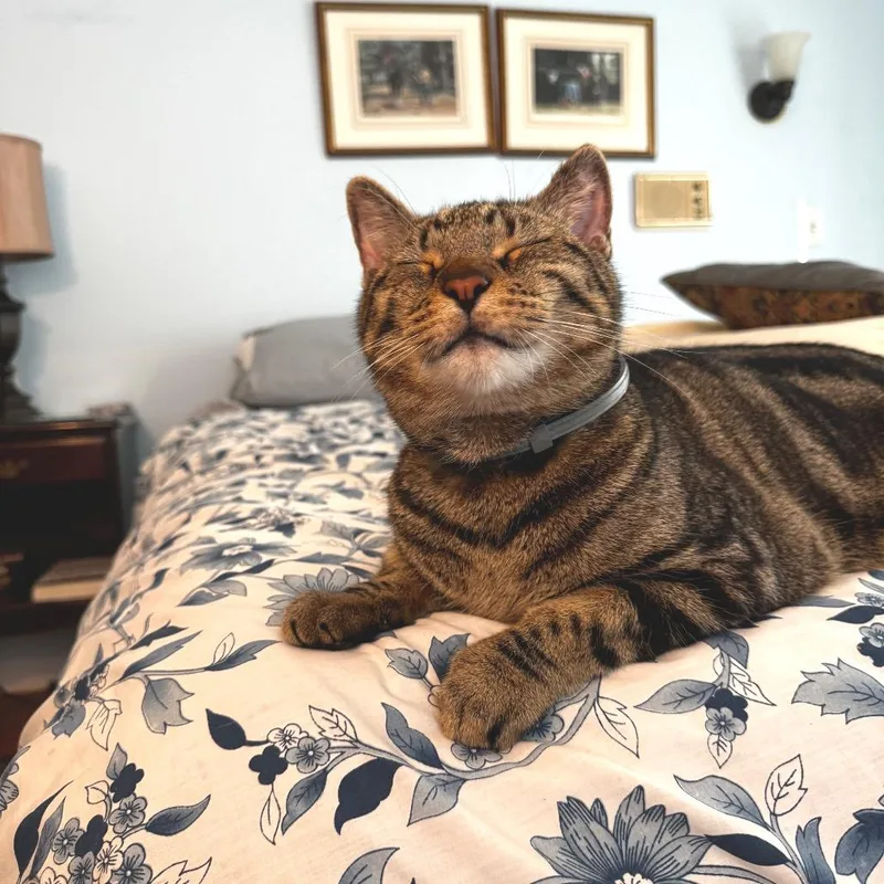 An adult small-sized male Brown / Chocolate Domestic Short Hair cat named Moose for adoption in Oakton, VA