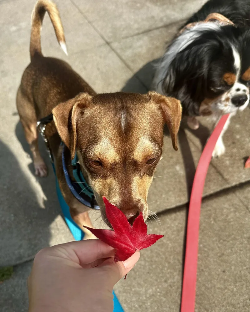 Churro thumbnail 5
