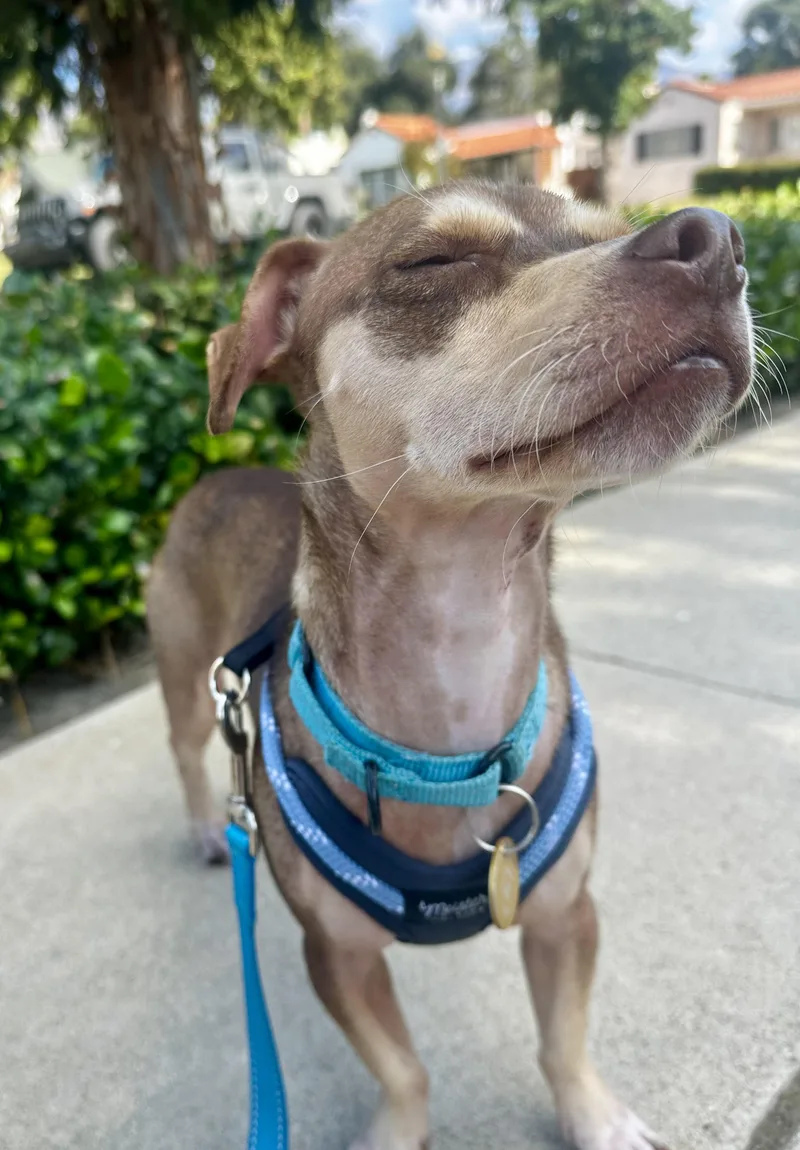 Churro thumbnail 6