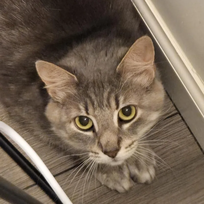 An adult medium-sized female Gray / Blue / Silver Domestic Short Hair cat named Bea for adoption in York, PA