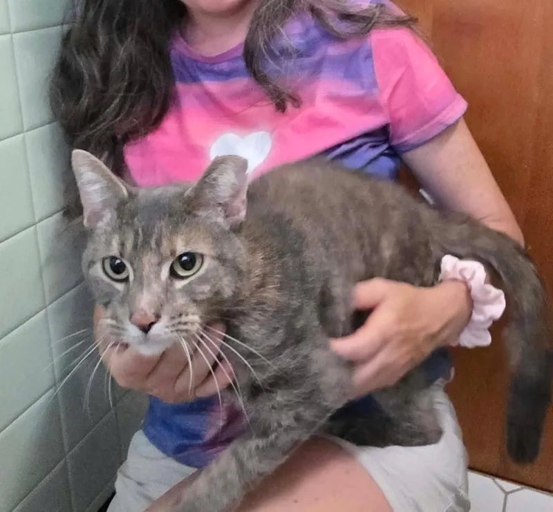An adult medium-sized female Torbie cat named Tisana for adoption in Chicago, IL