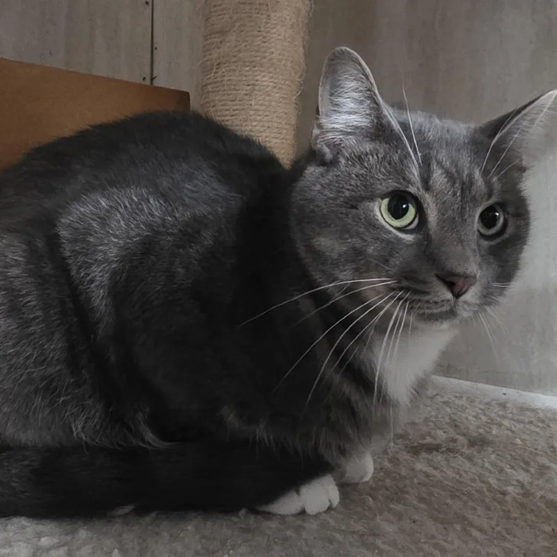 An adult medium-sized male Gray / Blue / Silver Domestic Short Hair cat named Jordan for adoption in Berkeley Springs, WV