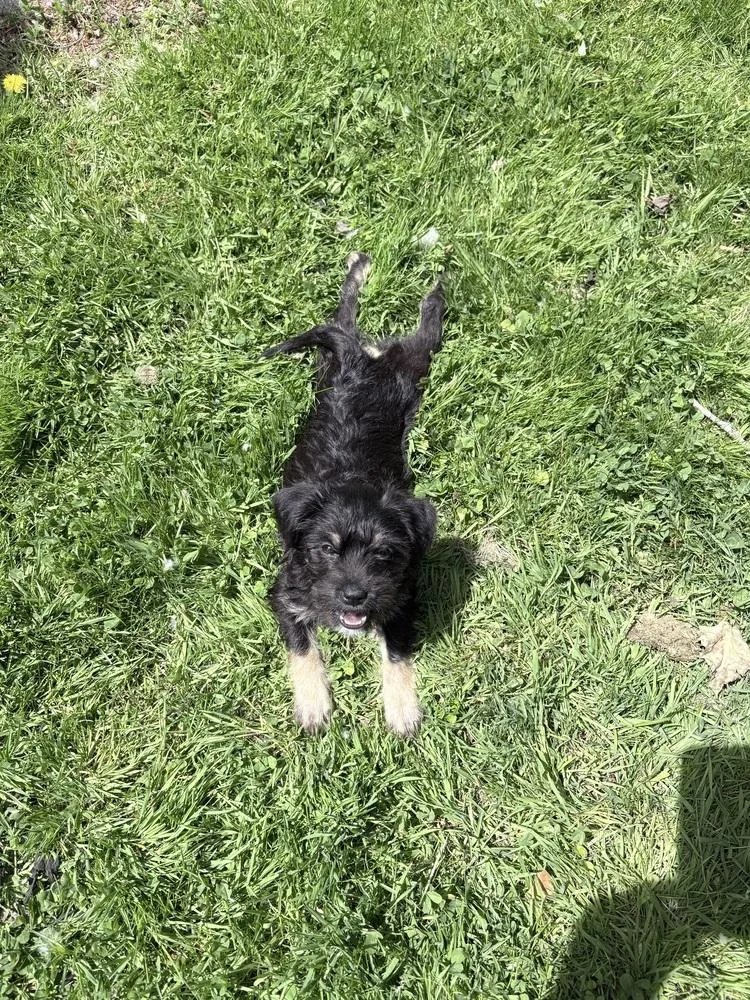 A baby small-sized female Yorkshire Terrier dog named Abby for adoption in Amherst, NY