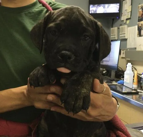 A baby small-sized female Cane Corso dog named Lola for adoption in Riverside, CA