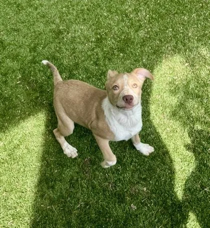 A young medium-sized female Red / Chestnut / Orange Mixed Breed dog named Bella for adoption in Haltom City, TX