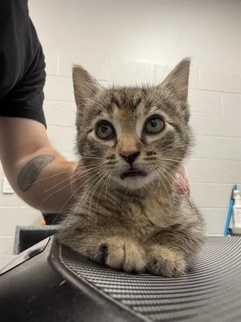 A baby small-sized female Domestic Short Hair cat named Noir for adoption in Indianapolis, IN