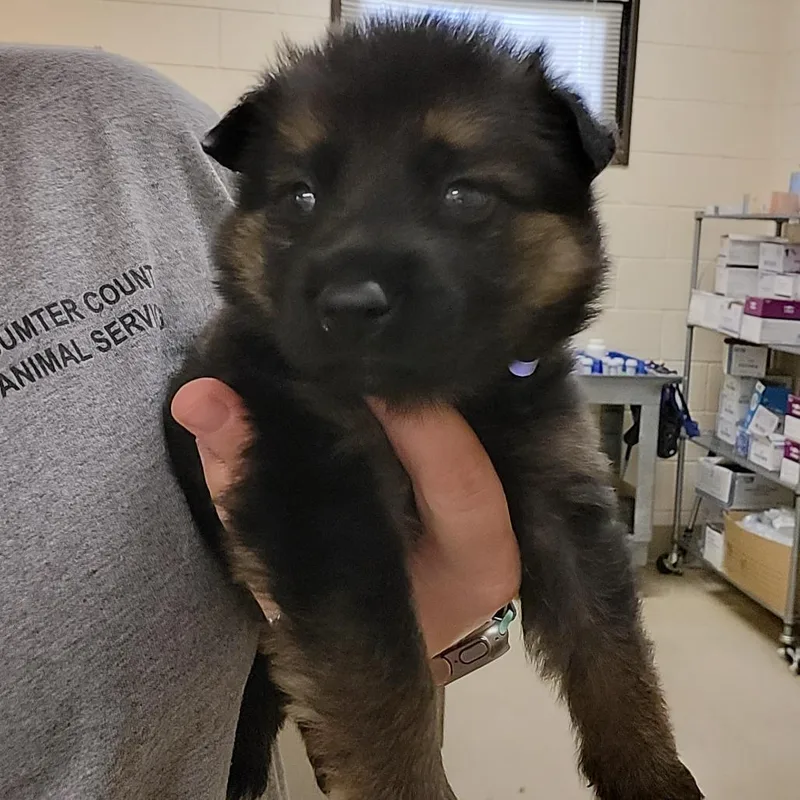 A baby small-sized male Black German Shepherd Dog dog named Goose for adoption in Lake Panasoffkee, FL