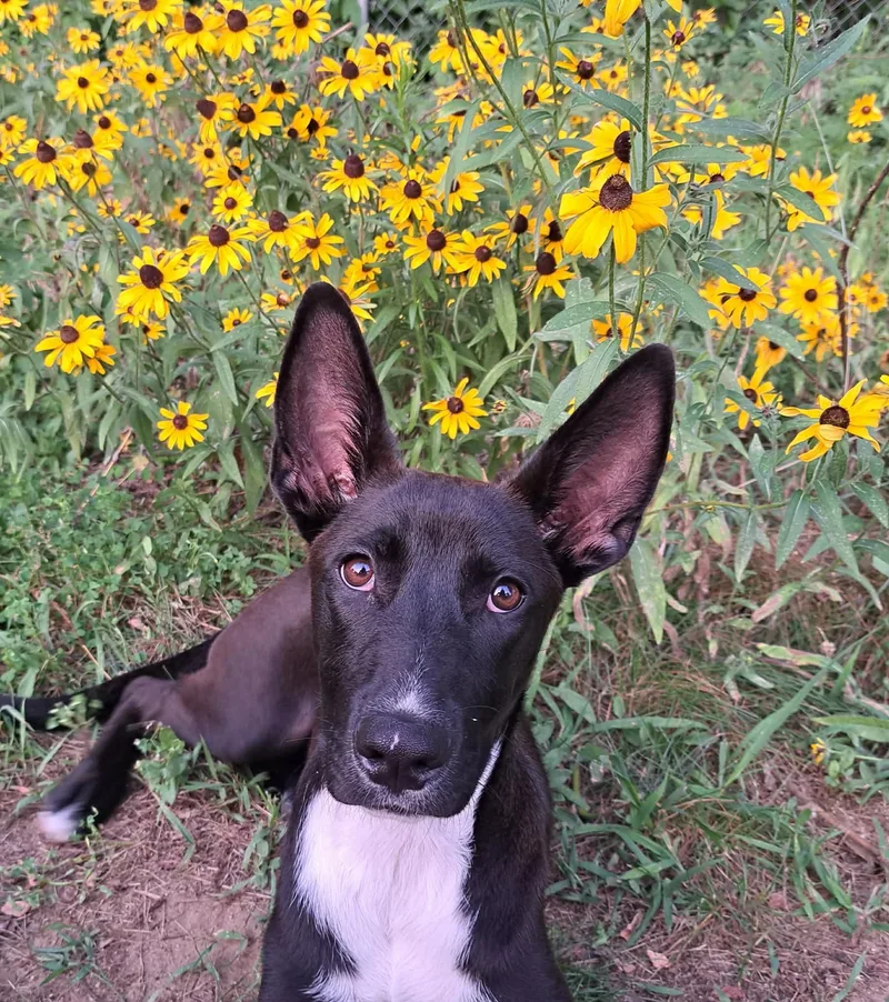 A baby medium-sized female Black Mixed Breed dog named Roxie for adoption in Grand Rapids, MI