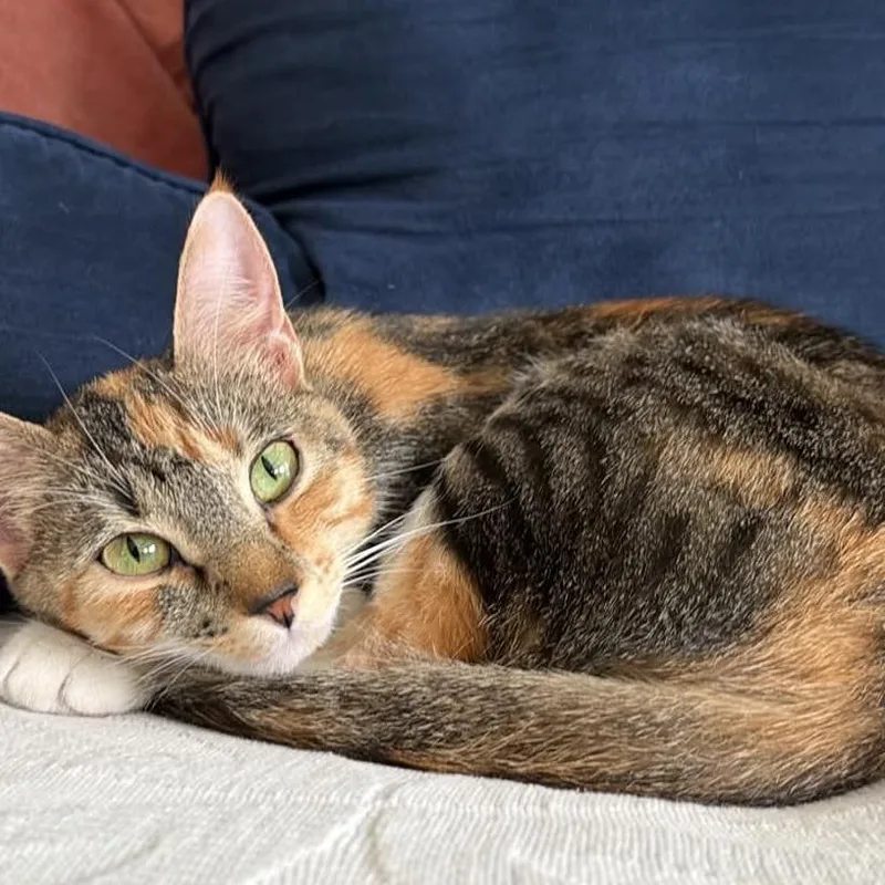 A young small-sized female Calico Domestic Short Hair cat named Cricket Lipovich for adoption in Eagle Mountain, UT