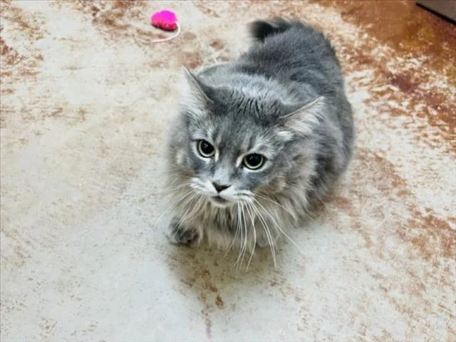 An adult medium-sized female Domestic Long Hair cat named Raya for adoption in Santa Fe, NM