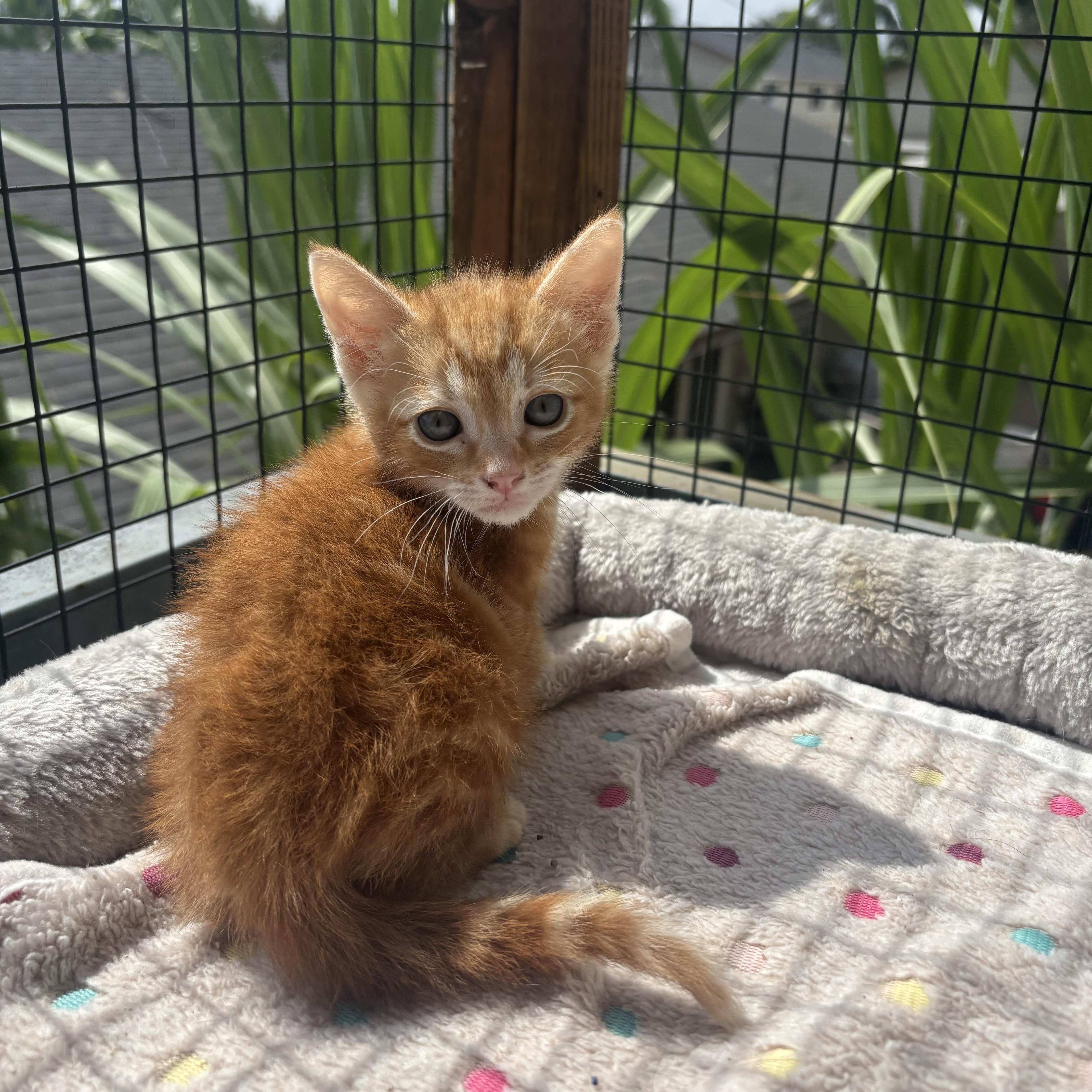A baby small-sized male Tabby (Orange / Red) Domestic Short Hair cat named Flex for adoption in Costa Mesa, CA
