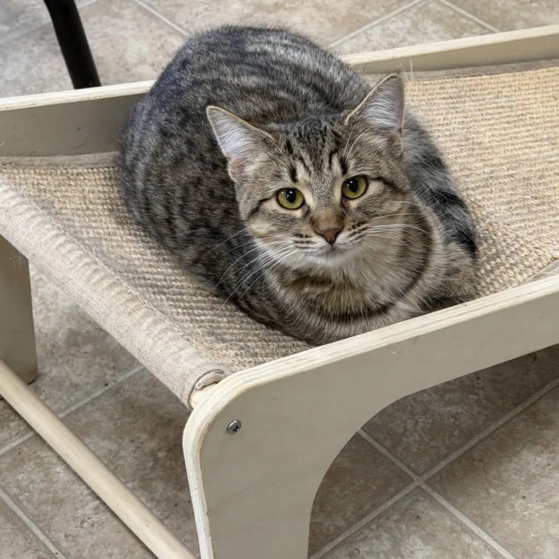 A baby medium-sized female Tabby (Brown / Chocolate) Domestic Short Hair cat named Ava for adoption in Toledo, OH