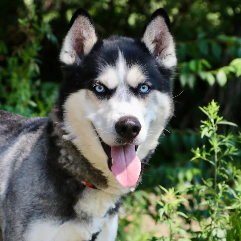 An adult large-sized male Mixed Breed dog named Chad for adoption in Allentown, PA