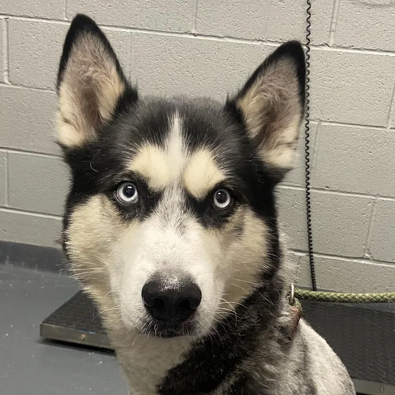 Chad thumbnail 3