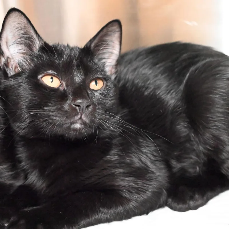 A baby small-sized female Black Domestic Short Hair cat named Shuri for adoption in West Palm Beach, FL