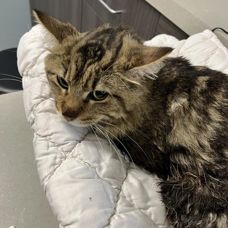 An adult medium-sized male Brown / Chocolate Domestic Medium Hair cat named Raine for adoption in Oak Park, IL