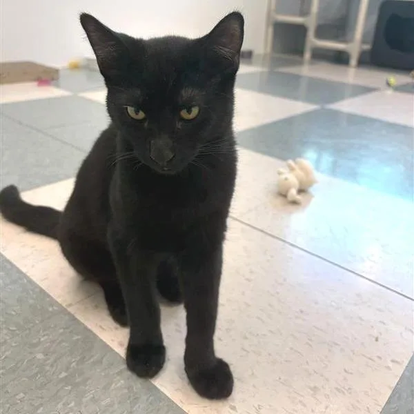 A baby medium-sized male American Shorthair cat named Bama for adoption in Reno, NV