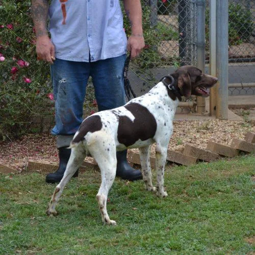 An adult large-sized male German Shorthaired Pointer dog named John Wayne for adoption in Jackson, LA