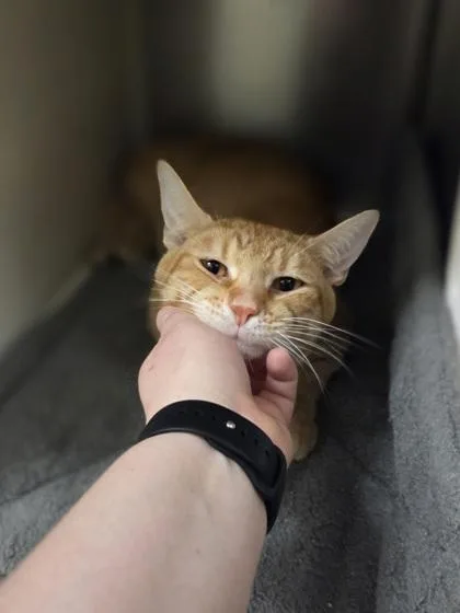 An adult large-sized male Domestic Short Hair cat named Whiskey Business for adoption in Westland, MI