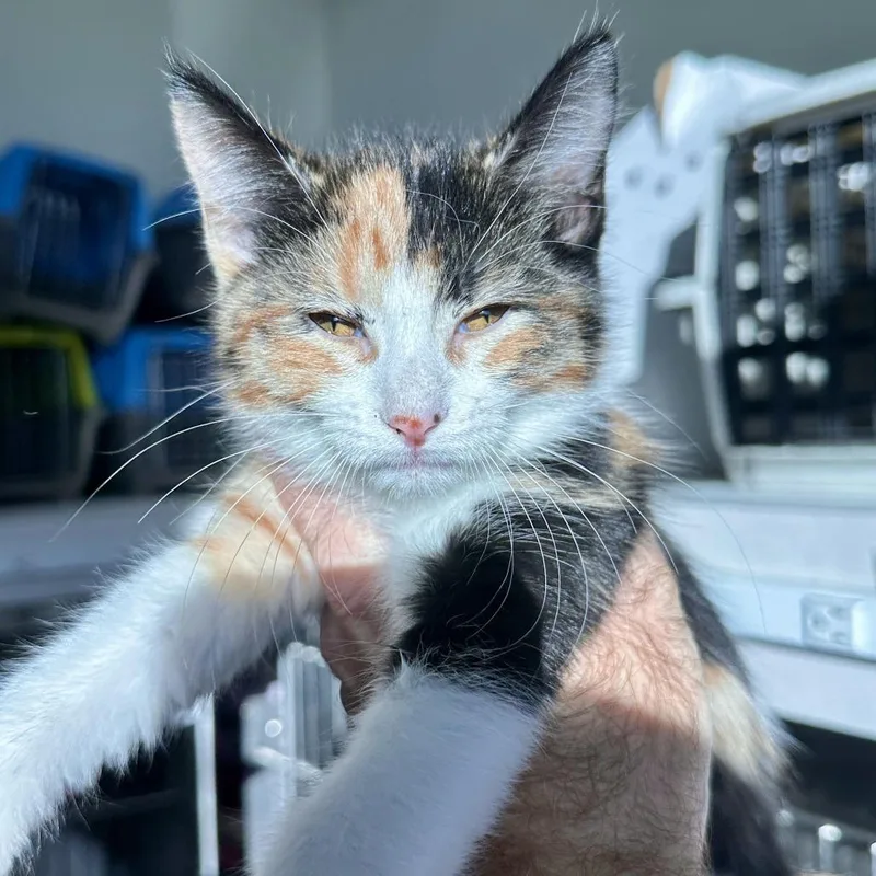 A baby small-sized female Calico Domestic Short Hair cat named Charmy for adoption in Matteson, IL
