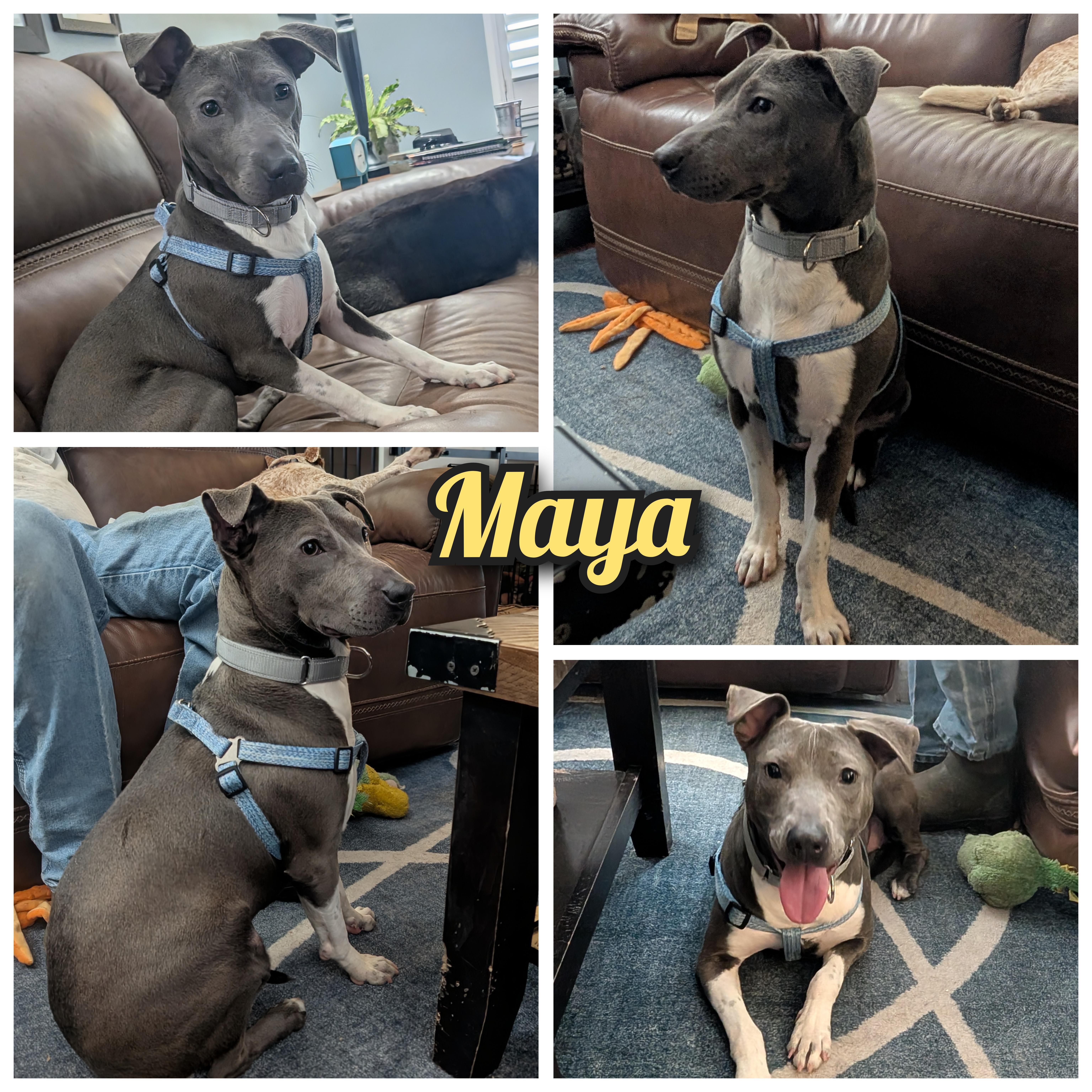 Maya thumbnail 4