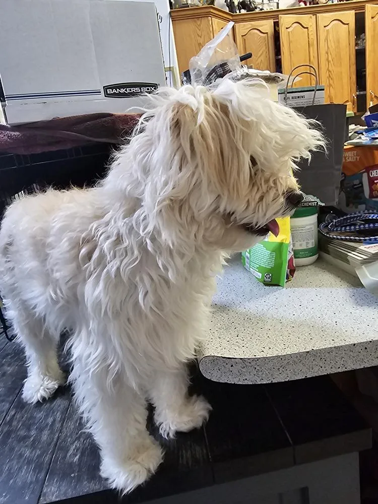 A young small-sized male White / Cream Terrier dog named Biscuit for adoption in Herriman, UT