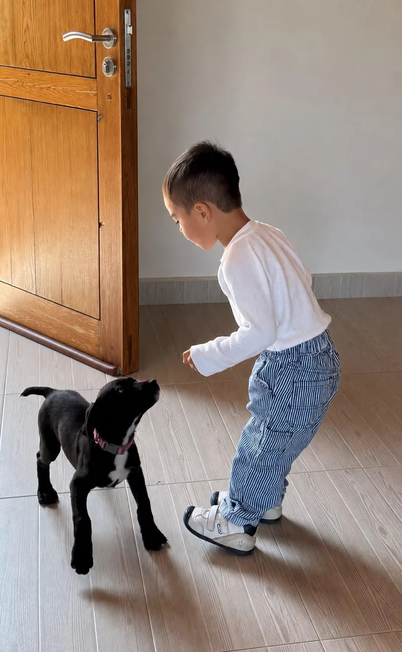 A baby medium-sized female Black Labrador Retriever dog named Tippy for adoption in Austin, TX