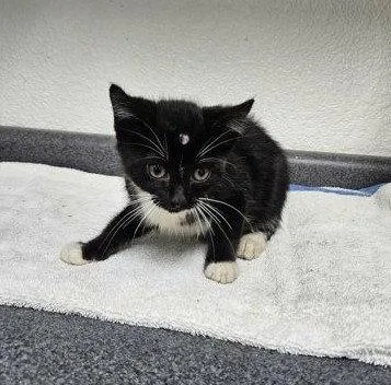 A young medium-sized female Black & White / Tuxedo Domestic Short Hair cat named Laney for adoption in Sullivan, IN