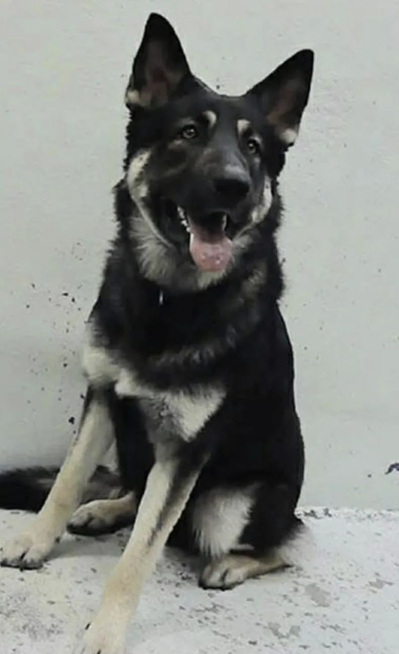 A young large-sized male German Shepherd Dog dog named Pierre for adoption in Kankakee, IL