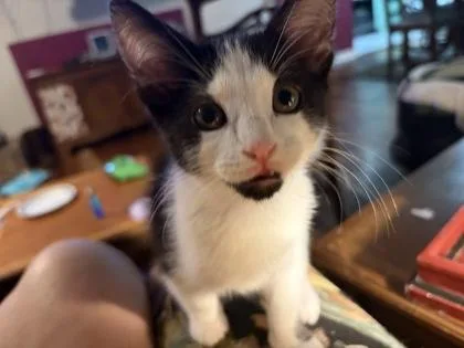 A young small-sized male Domestic Short Hair cat named a Cow for adoption in North Charleston, SC
